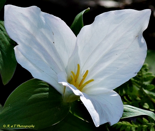 {Trillium grandiflorum}